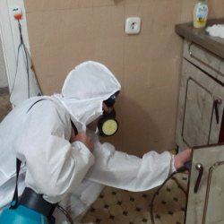 Дезинфекция от муравьев в квартире в поселке Большие Дворы